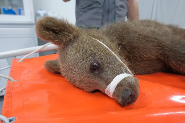 Yavru boz ayı Tuti doğaya salındı
