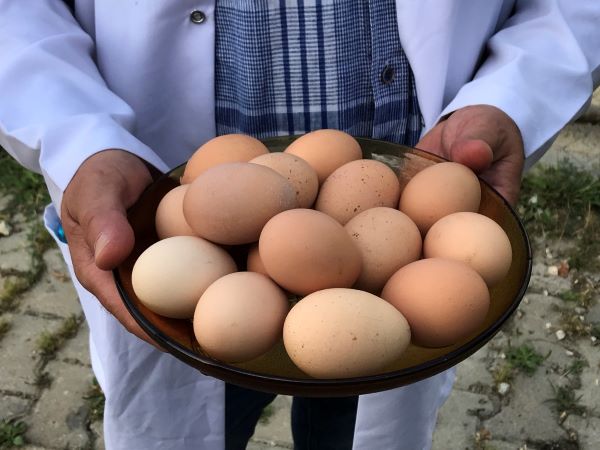Büyükşehir'den % 50 hibeli yumurta tavuğu desteği