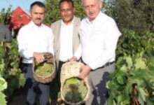 Başkan Büyükakın, İzmit’te üzüm hasadına katıldı