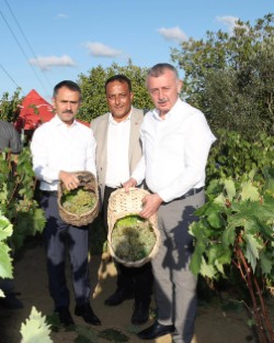 Başkan Büyükakın, İzmit’te üzüm hasadına katıldı