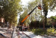 Alikahya Tramvay Hattı'nda ağaçlar budanıyor