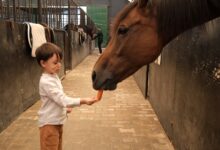 Minikler, Hayvanları Koruma Günü'nde atlarla buluştu