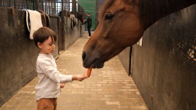 Minikler, Hayvanları Koruma Günü'nde atlarla buluştu