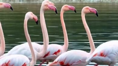 Başkan Büyükakın büyüleyen görüntüleri paylaştı