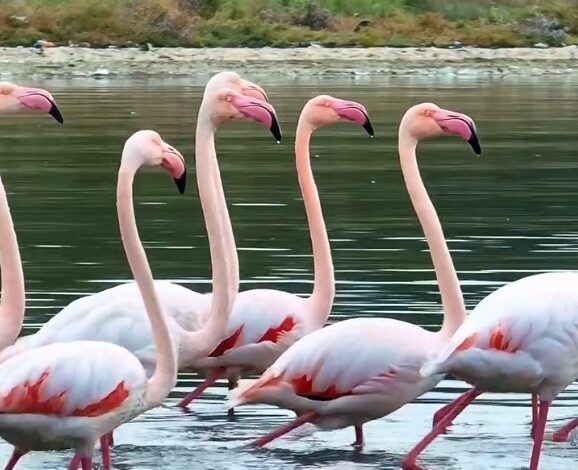 Başkan Büyükakın büyüleyen görüntüleri paylaştı