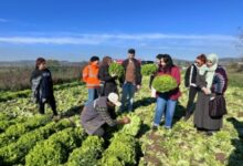 Aday çiftçiler sahada teorik bilgilerini pekiştirdi (2)