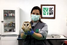 Bu merkez yaban hayvanlarına umut oluyor