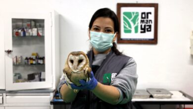 Bu merkez yaban hayvanlarına umut oluyor