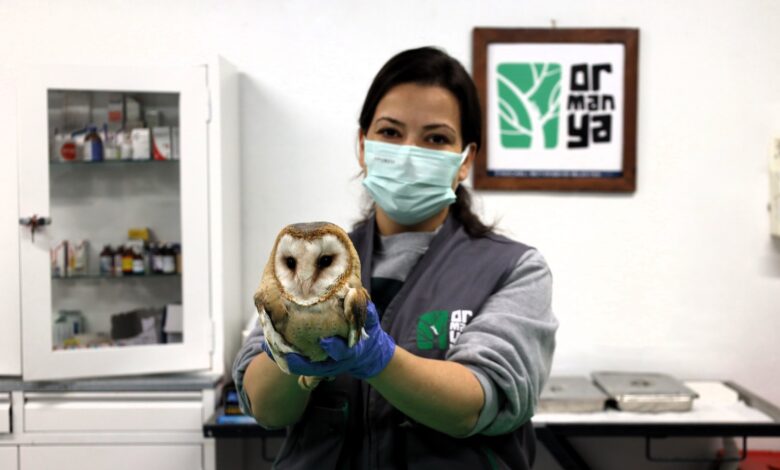 Bu merkez yaban hayvanlarına umut oluyor