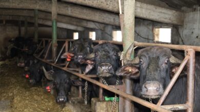 Kocaeli’de manda sayısı Büyükşehir’in desteğiyle artıyor