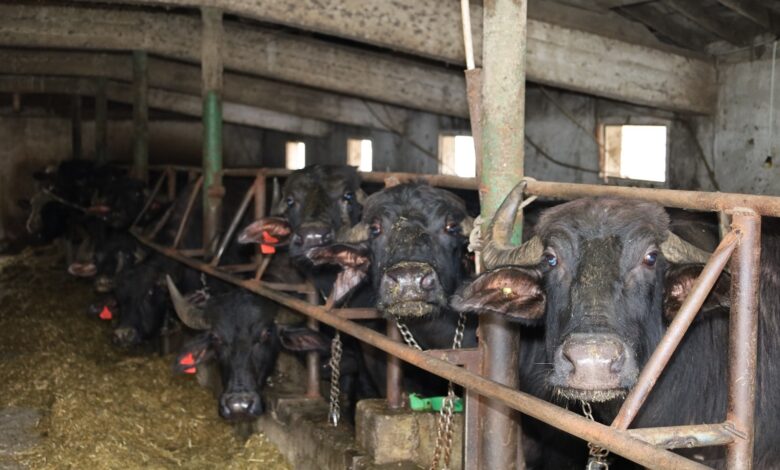 Kocaeli’de manda sayısı Büyükşehir’in desteğiyle artıyor