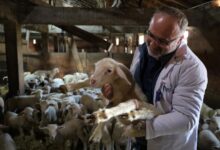 Damızlık koç desteği