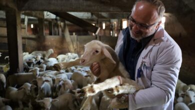 Damızlık koç desteği