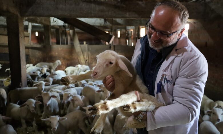 Damızlık koç desteği