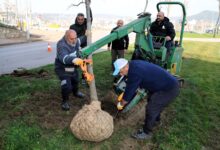 Ağaçlar yeni yerlerinde hayat bulacak