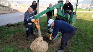 Ağaçlar yeni yerlerinde hayat bulacak