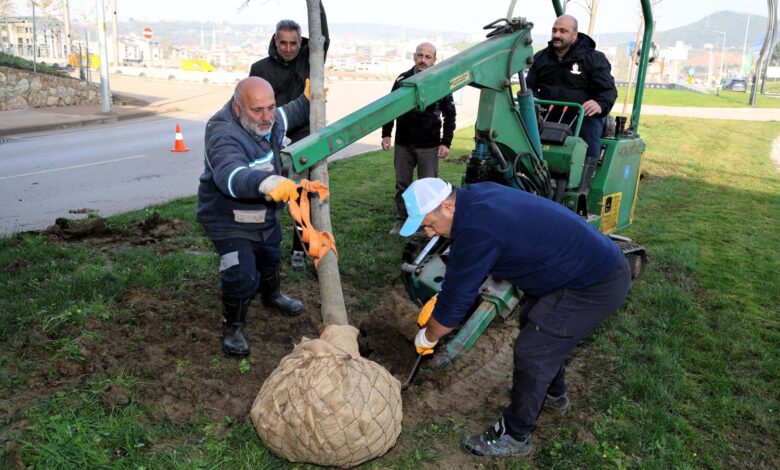 Ağaçlar yeni yerlerinde hayat bulacak