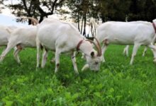 Süt Otu Desteği Üreticiye Nefes Aldırdı