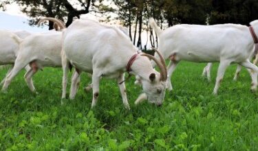 Süt Otu Desteği Üreticiye Nefes Aldırdı