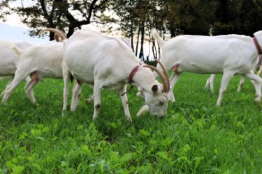 Süt Otu Desteği Üreticiye Nefes Aldırdı