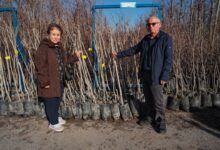 Büyükşehir'in fidan desteği meyvelerini verecek