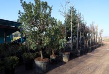 orf üretimi ile 50 milyon lira tasarruf sağlanıyor