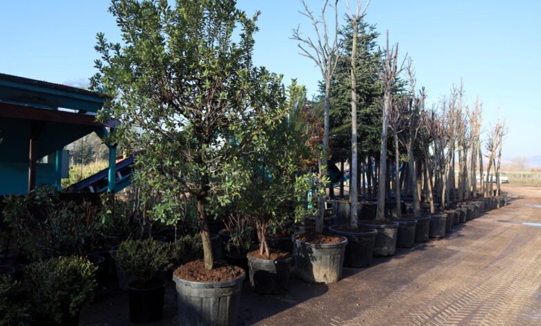 orf üretimi ile 50 milyon lira tasarruf sağlanıyor