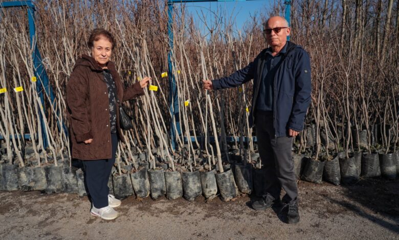 Büyükşehir, 3.600 Trabzon hurması fidanı dağıtıyor