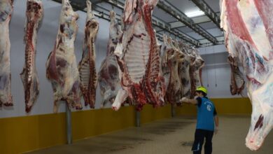 Kasapların tercihi Büyükşehir Mezbahası