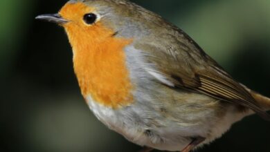 Çocuklar, Dünya Kuş Günü'nde doğayı keşfetti