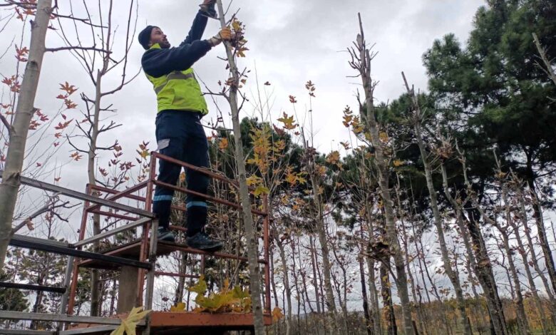 On binlerce bitki Büyükşehir fidanlığında yetişiyor