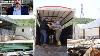 Kurbanlıklar İzmit Belediyesi Modern Hayvan Pazarında