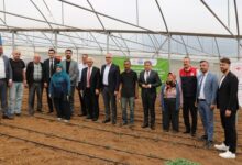 Tarlalar bereketleniyor, Kocaeli çiftçisi kazanıyor